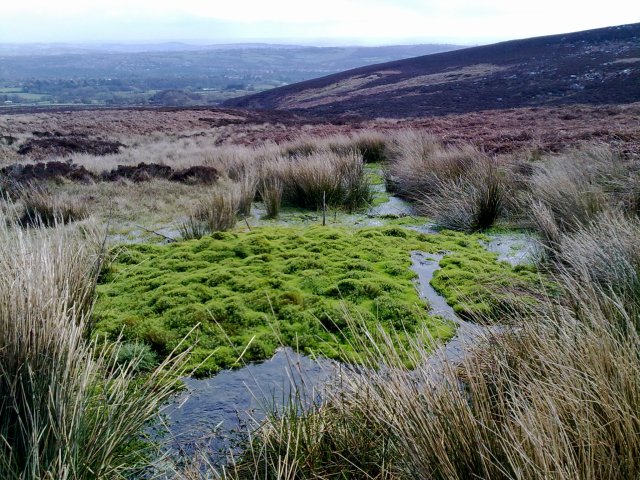 God's Spring rising on the edge of the Peak District, overlooking Sheffield. The Porter Brook sources from similar nearby springs. Image by author.
